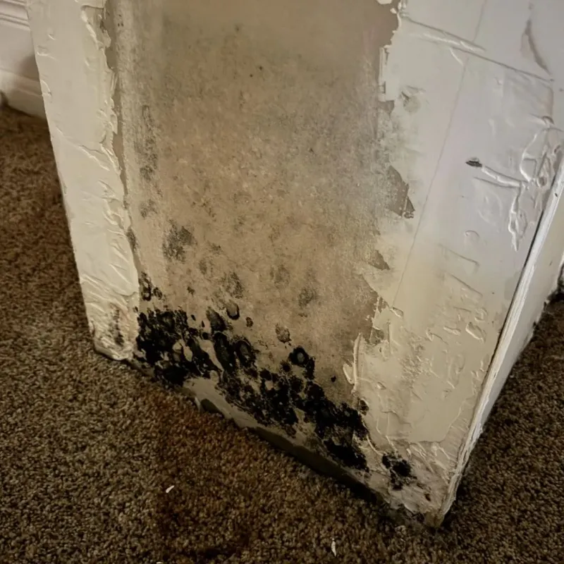Professional Mold Removal in Argyle, TX
